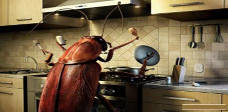 Bugs in Kitchen......