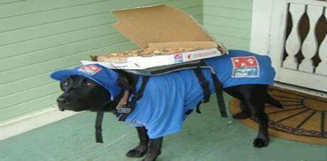 Dog pizza deliver home....